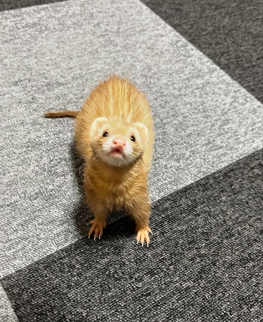 Bear (Male) - Image 3