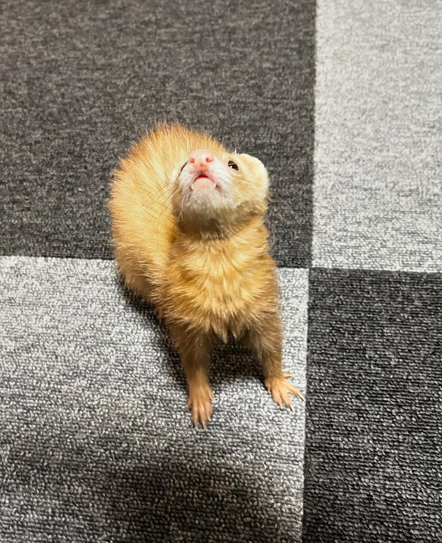 Bear (Male) - Image 2