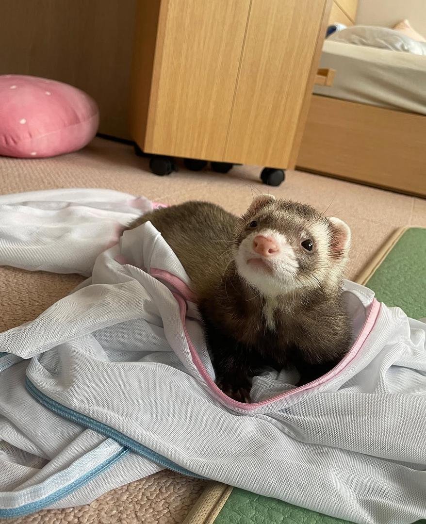 Rocky (Male) - Image 3