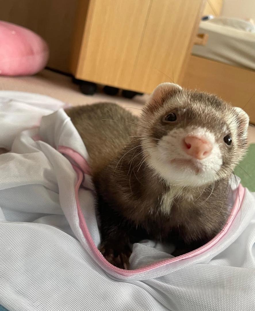 Rocky (Male) - Image 2