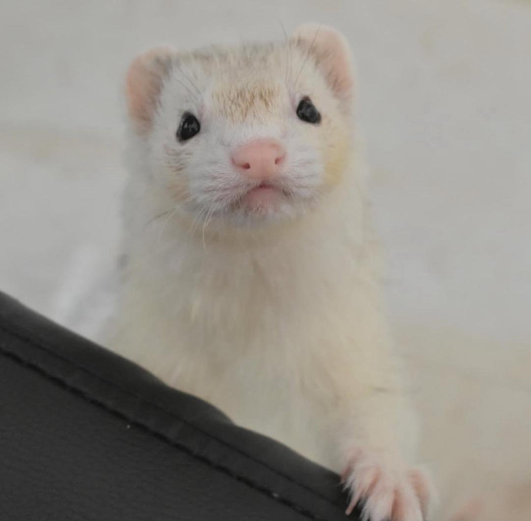 Gizmo (Male) - Image 2