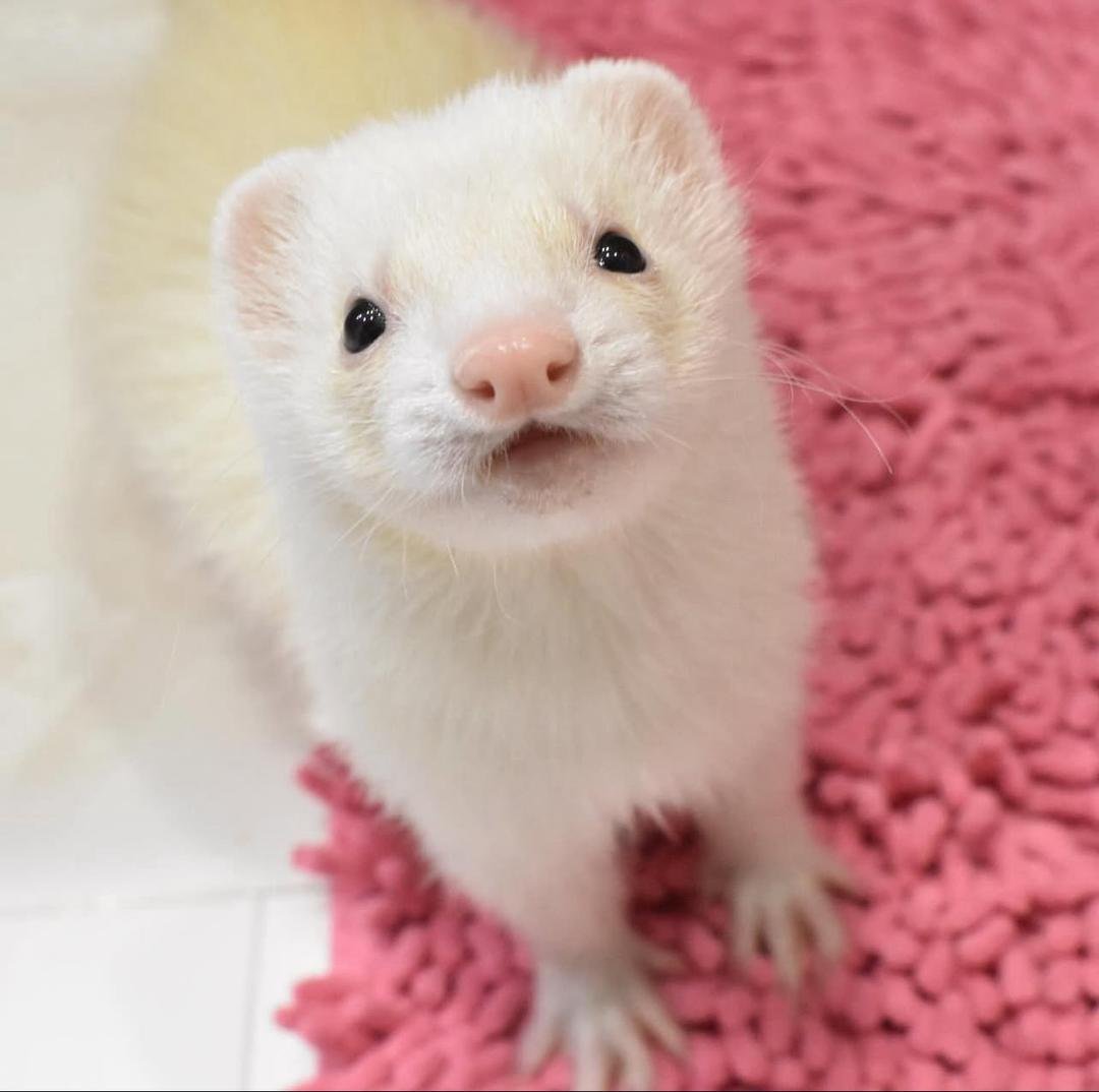 Gizmo (Male) - Image 3