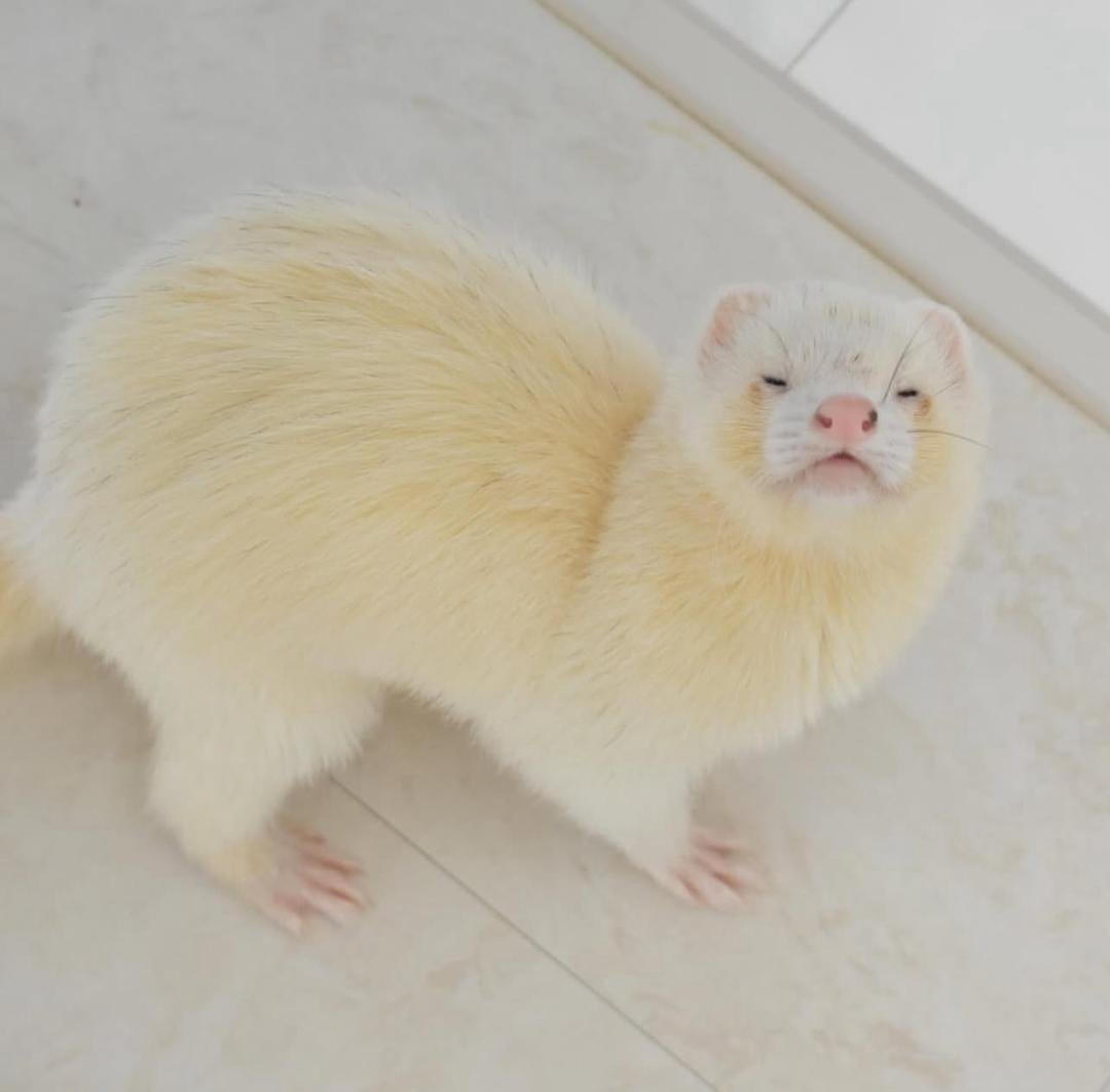 Letty(Female) - Image 2