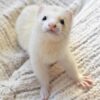Gizmo (Male)