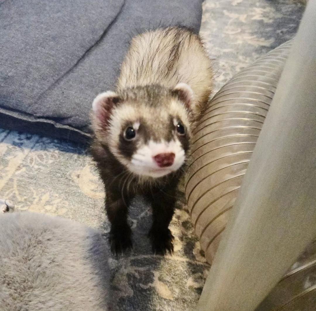 Daisy (Female) - Image 2