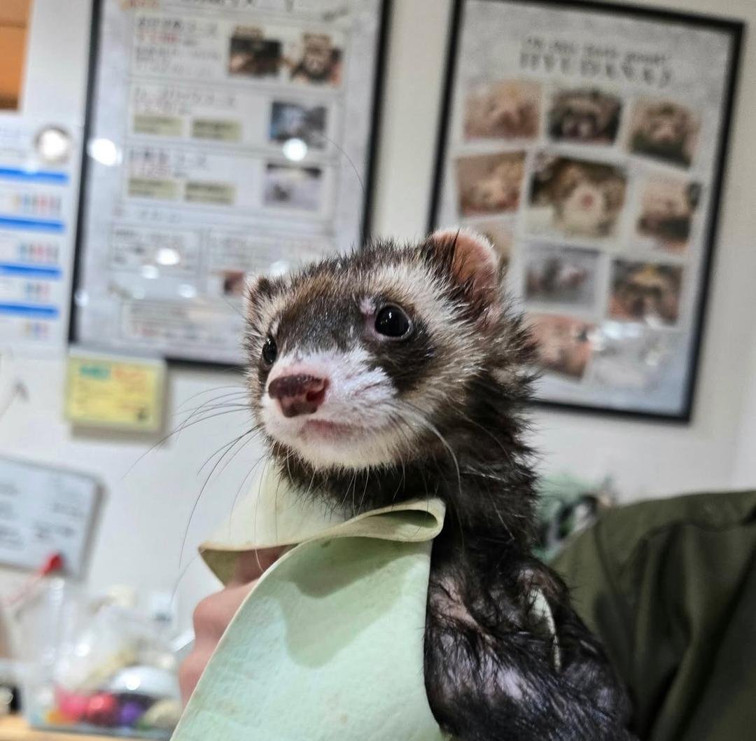 Daisy (Female) - Image 3