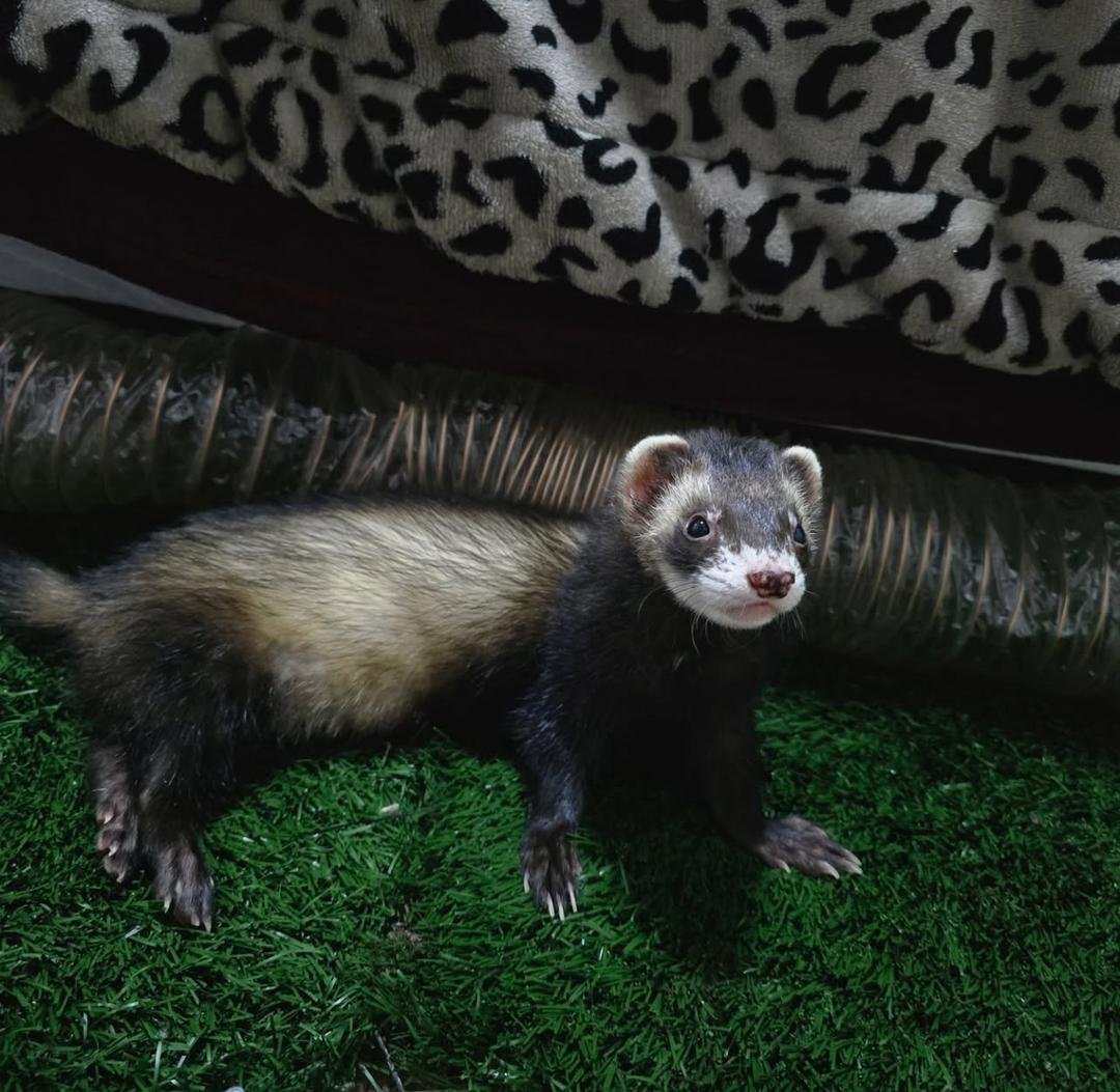 Meet Felix (Male) - Image 2