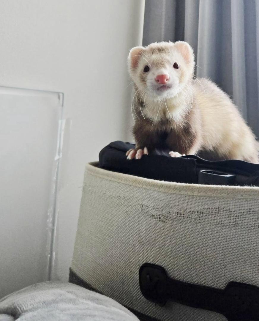 Jasper (Male) - Image 3