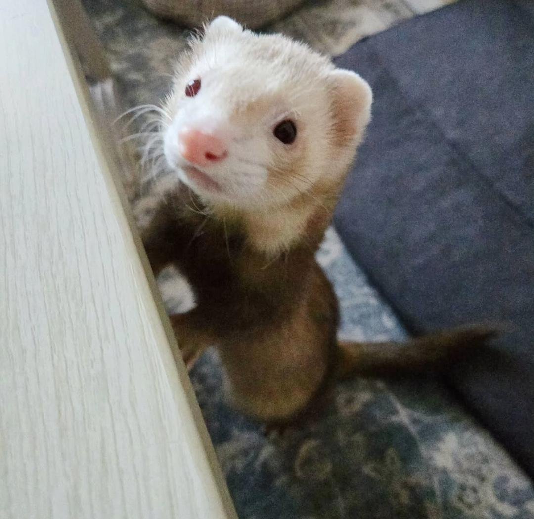 Jasper (Male) - Image 2