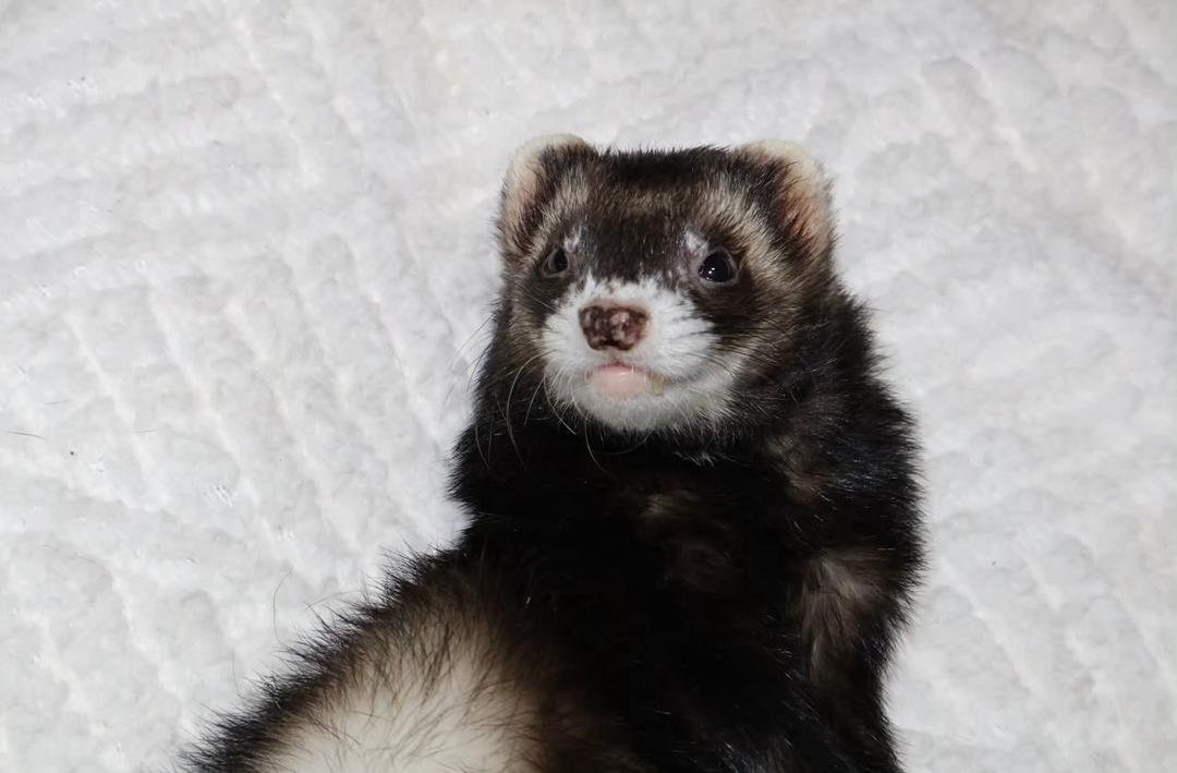 Meet Felix (Male) - Image 3