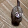 ferret for adoption