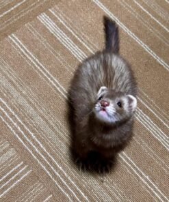 ferret for adoption