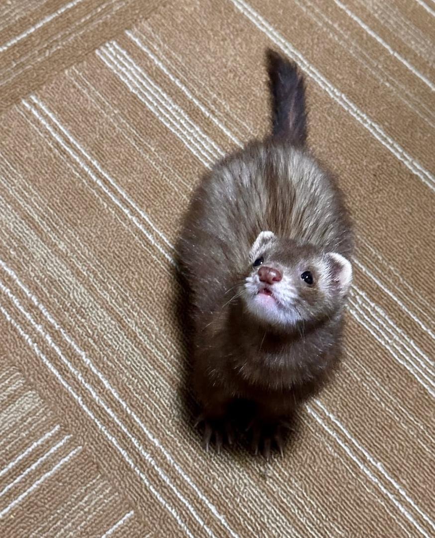 ferret for adoption