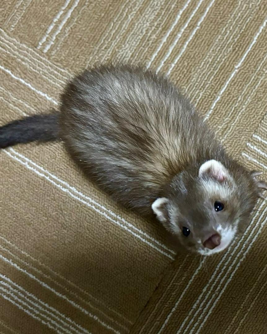 Adorable ferret for adoption and rehoming - Image 4