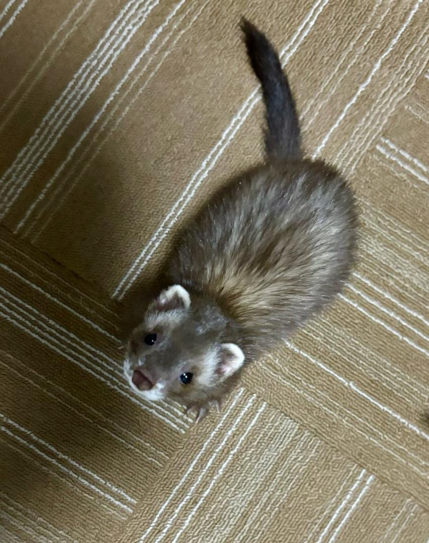 Adorable ferret for adoption and rehoming - Image 3
