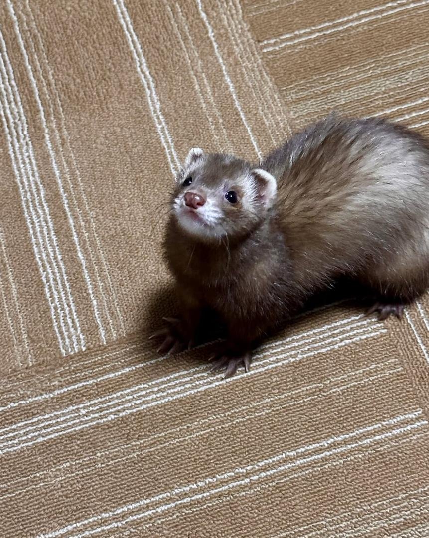 Adorable ferret for adoption and rehoming - Image 2