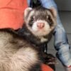 Ferret For Adoption near me