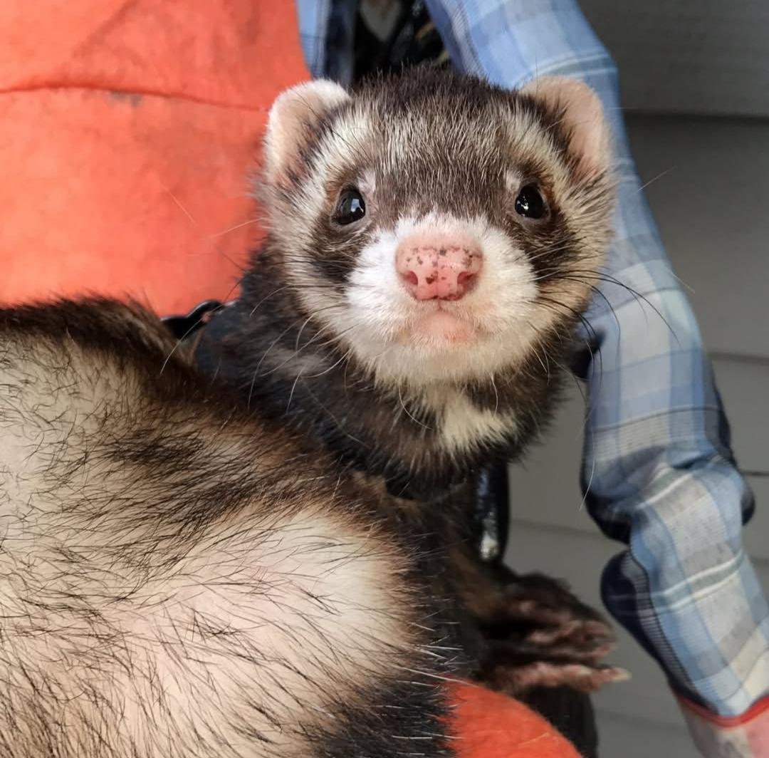 Ferret For Adoption near me