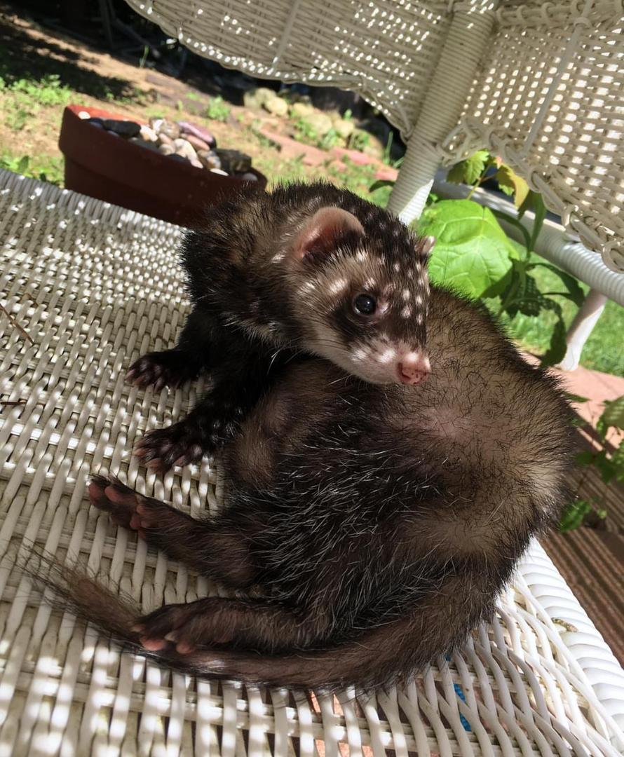 Adorable Ferret For Adoption near me - Image 4