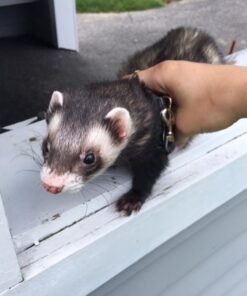 ferrets for adoption near me