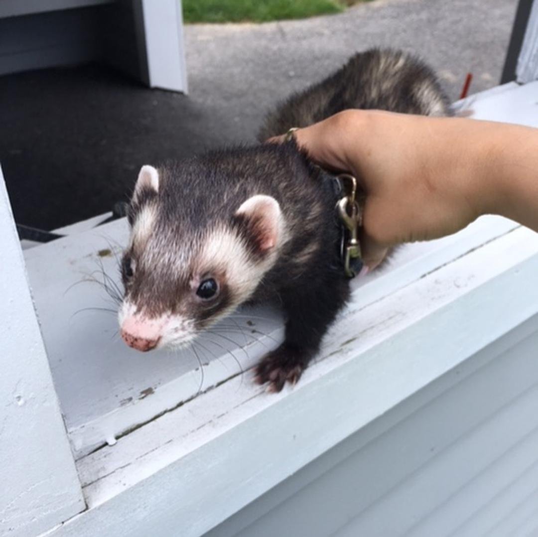 ferrets for adoption near me