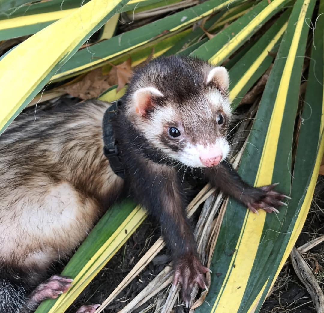 Adorable Ferret For Adoption near me - Image 2
