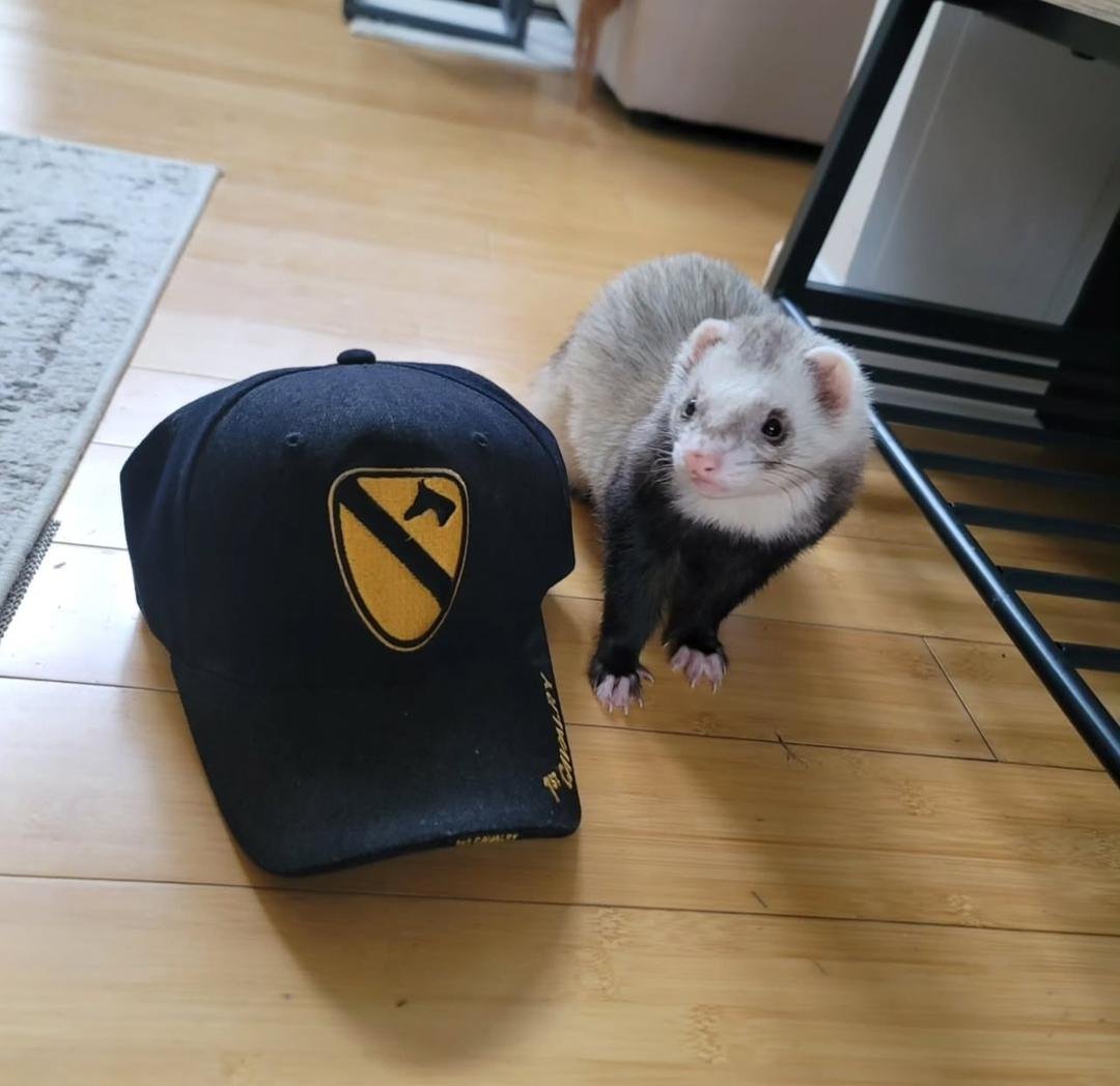 Moose – 8 Months Old Ferret for Adoption - Image 4