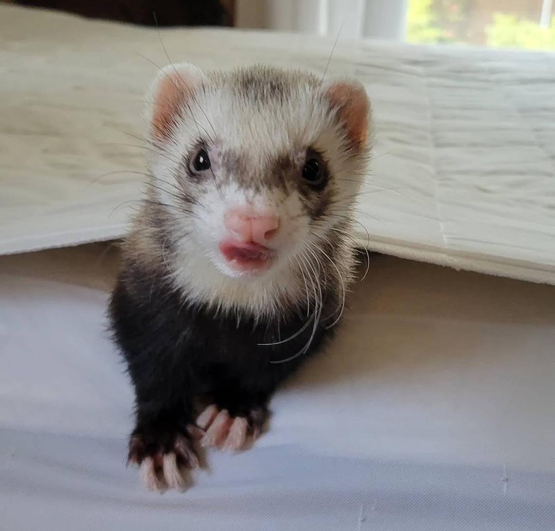 Moose – 8 Months Old Ferret for Adoption - Image 2