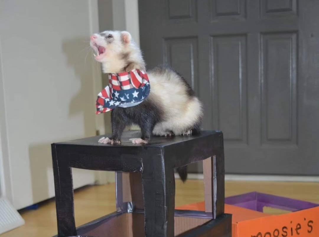 Moose – 8 Months Old Ferret for Adoption - Image 3