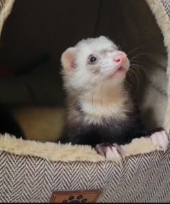 Moose – 8 Months Old Ferret for Adoption