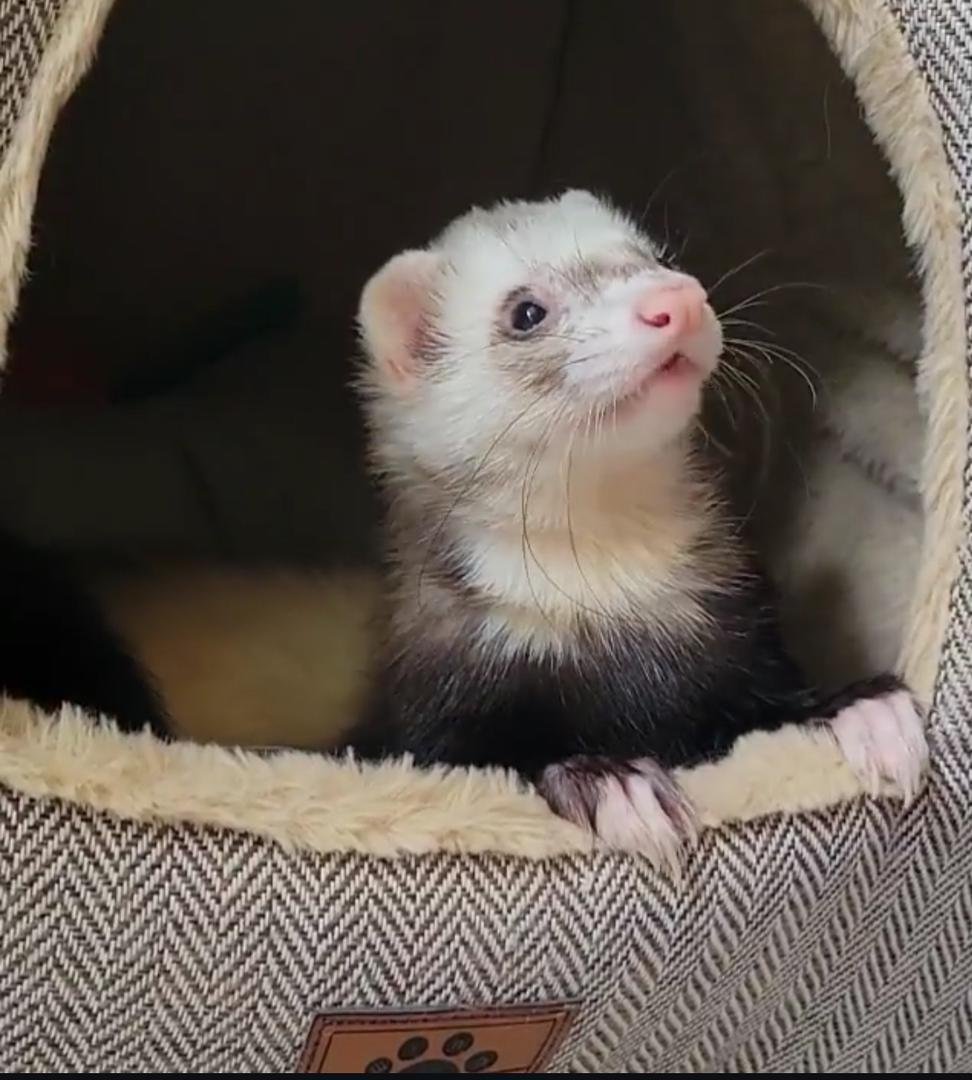 Moose – 8 Months Old Ferret for Adoption