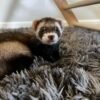 Adorable Pet Ferret