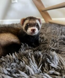 Adorable Pet Ferret