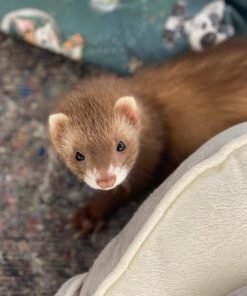 baby ferret for adoption