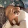 baby ferret for adoption