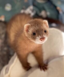 baby ferret for adoption