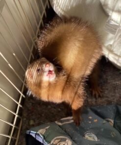baby ferret for adoption