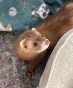 baby ferret for adoption