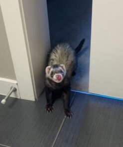 Ferret for sale – Noodle the ferret