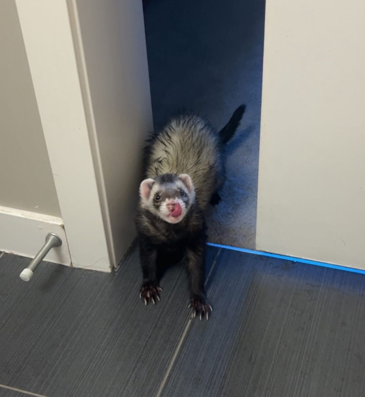 Ferret for sale – Noodle the ferret