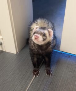 Ferret for sale