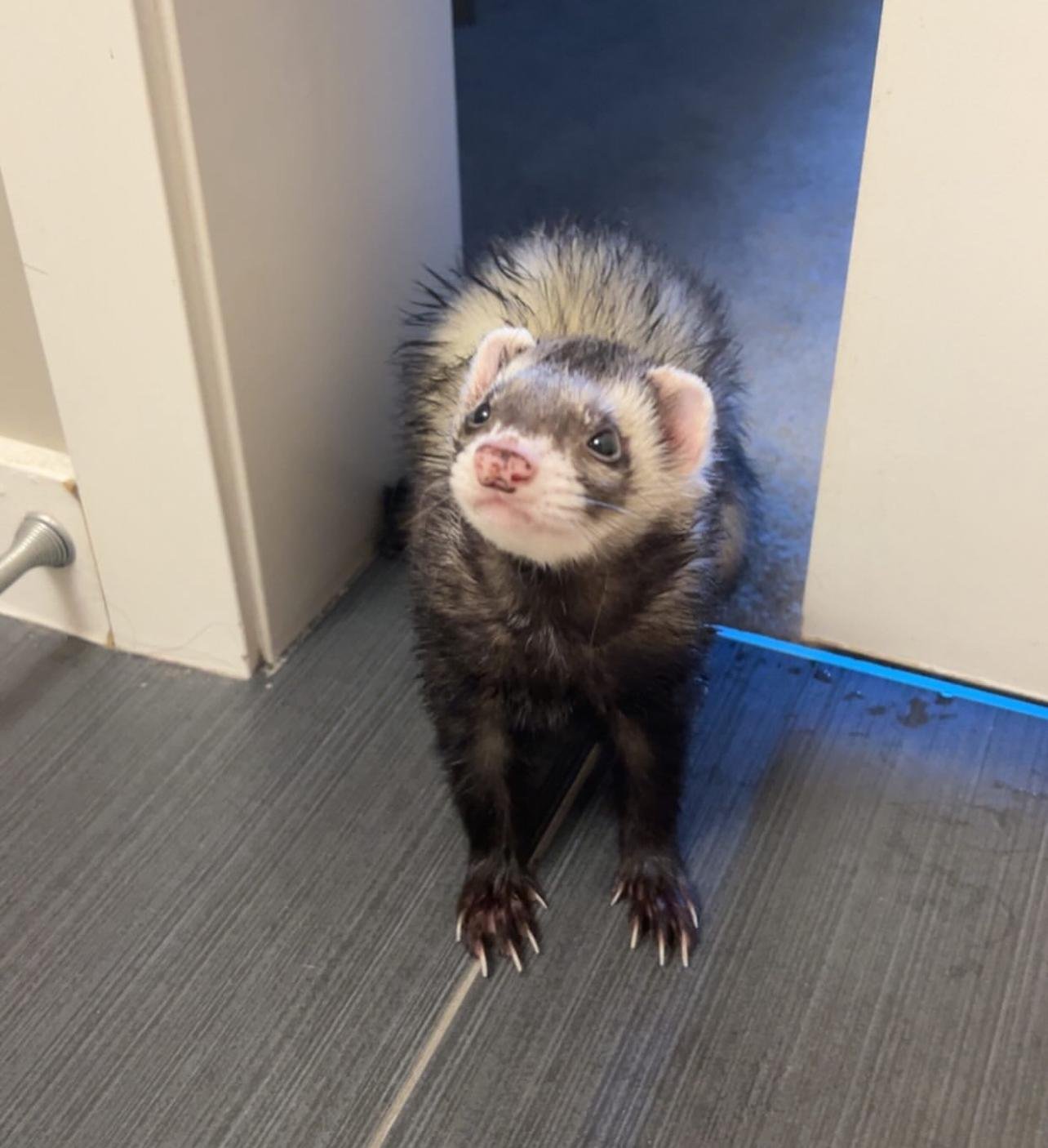 Ferret for sale