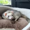 Playful Ferret