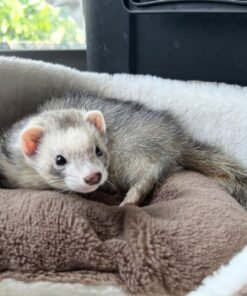 Playful Ferret