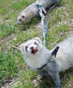 Playful Ferret