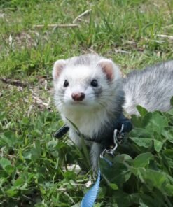 Playful Ferret