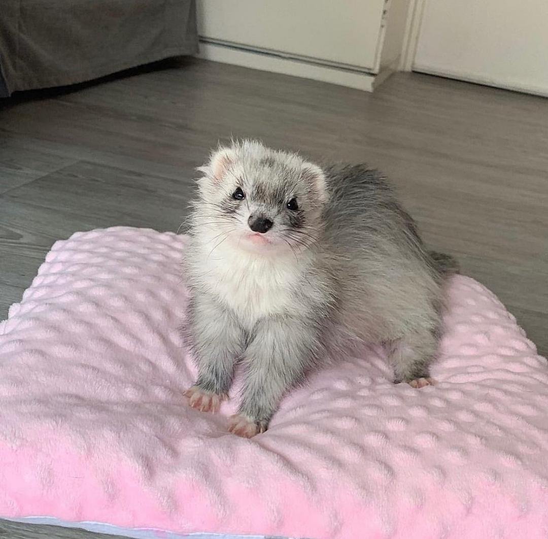 Lilly female ferret for sale - Image 2