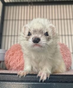 female ferret for sale