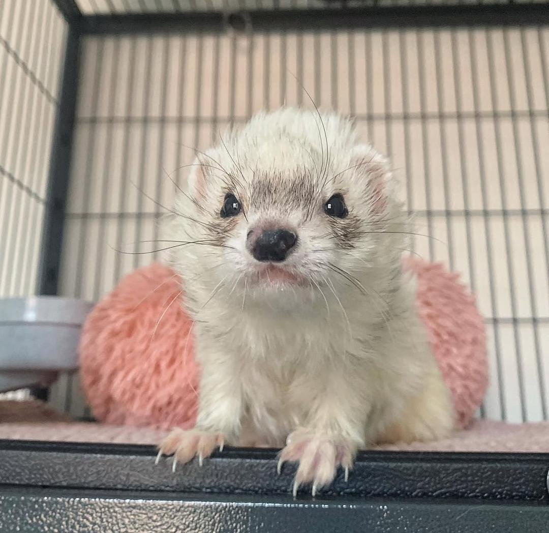 female ferret for sale