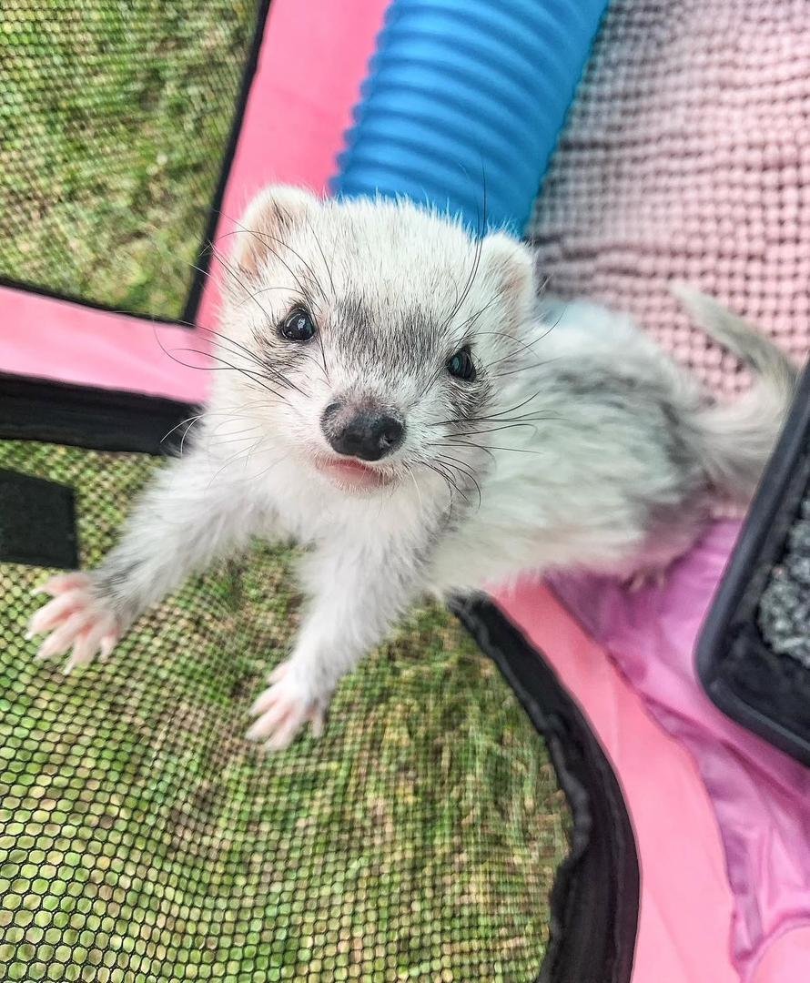 Lilly female ferret for sale - Image 4